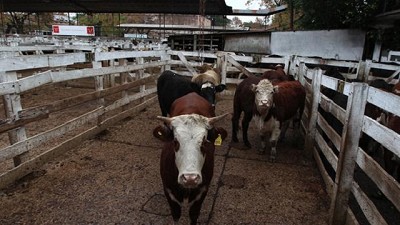 Marzo, un mes de suba para la hacienda