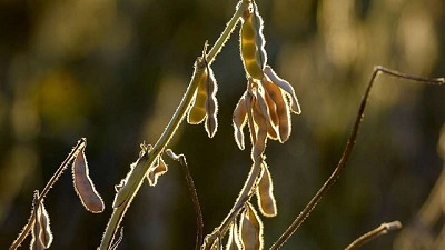 La soja cayó más de 6 dólares en Chicago y se ubicó en valores mínimos en 8 meses
