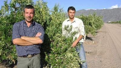 Olivicultura de punta: liderazo entre las montañas riojanas