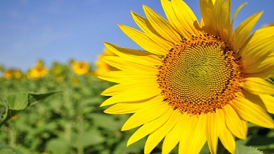 En el Sur, el girasol terminó mareado por las lluvias