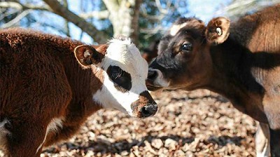 Positiva reunión de la mesa de cadena de las carnes