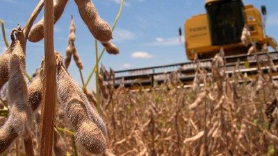 El mal clima en la Argentina le dio un respiro al precio de la soja en Chicago