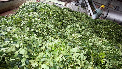 El Ministerio de Agroindustria fijó un nuevo precio para la yerba mate