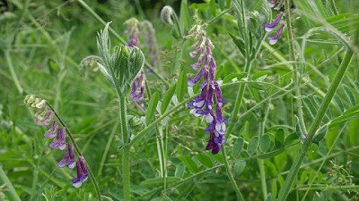 Vicia: estratégica en las rotaciones agrícolas