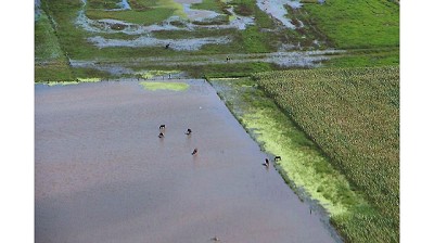 Por las intensas lluvias, se cosechó el 30% de la soja sembrada