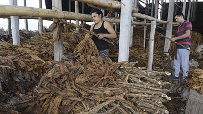 En La Cocha, los pequeños productores de tabaco perdieron la cosecha y el porvenir