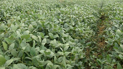 Sojas de buen rinde no son rentables en campo alquilado