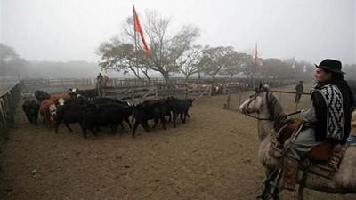 Una apuesta por la producción y venta de vaquillonas preñadas