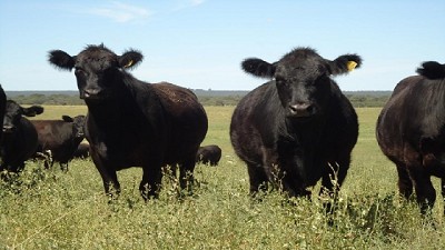 Hay que avanzar con más correcciones fiscales en la cadena cárnica