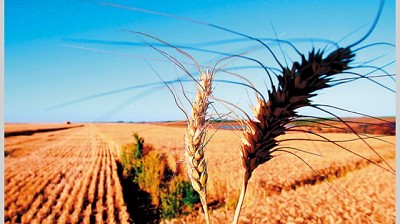 Subsidios agrícolas: el Gobierno negocia plan de trabajo en la OMC