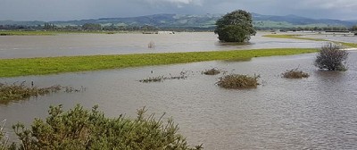 Nueva Zelandia: inundaciones ponen en peligro producción de leche
