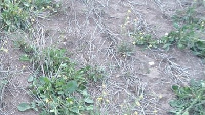 Malezas: alertan por un nabo amarillo que tendría resistencia múltiple