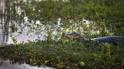Los humedales, barreras contra las inundaciones, están amenazados
