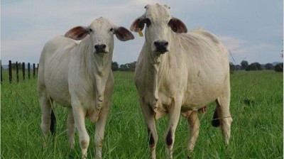 Going out: el nuevo modelo de los chinos para expandir su crecimiento económico