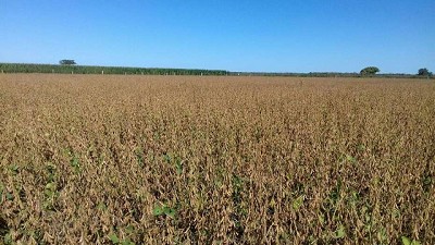 En el noreste de Córdoba, la cosecha de soja vino recargada