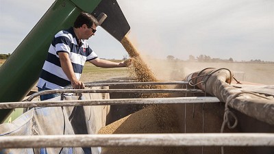 Cómo siguen los rindes de soja y maíz según la cooperativa AFA