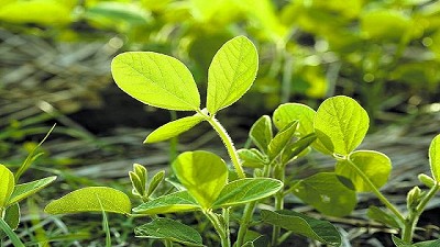 Se sembró 11% menos de soja en Entre Ríos