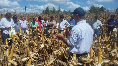 Nidera presentó su nueva línea de maíces para la Cuenca del Salado