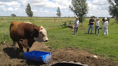 Los mejores Hereford llegan a AgroActiva de la mano de La Yunta