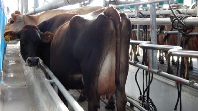 Presentaron el primer tambo demostrativo comercial en el oeste bonaerense