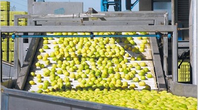 Estados Unidos anunció la apertura del mercado para los limones del NOA