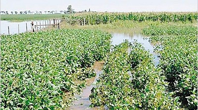 Zonas menos afectadas por las lluvias salvarán las pérdidas de la cosecha sojera