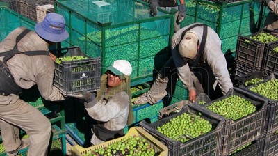 Con contrastes, cierra la cosecha de aceitunas y se espera un récord