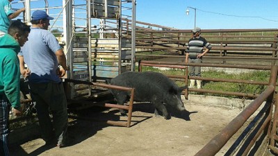 Secuestran cerdos en un basural y clausuran depósito de agroquímicos