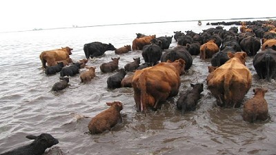 Medidas preventivas para el cuidado de los animales por las inundaciones