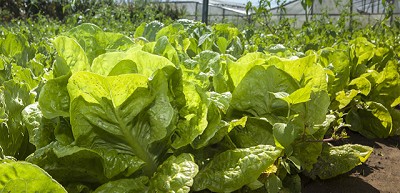 El Senasa controla la inocuidad de las frutas y hortalizas