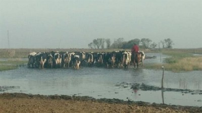 Córdoba: por las inundaciones, cerraron 10 tambos en Laboulaye y se acelera la venta de hacienda