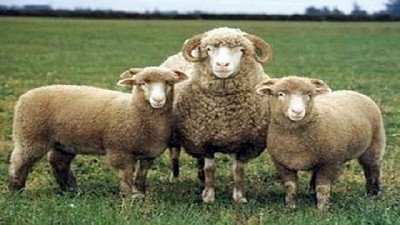 Una experiencia innovadora sobre agregado de valor en ovinos