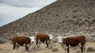 Apoyo a productores ganaderos patagónicos
