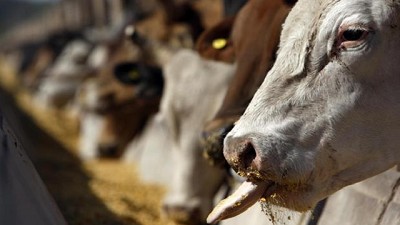 Por qué crece el negocio de exportar carne proveniente de feedlot a Europa