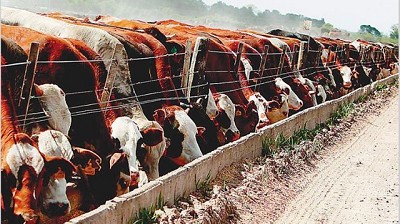 Esperan que este año se agreguen al stock ganadero un 3% más de terneros