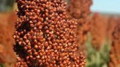 Nueva tecnología para el sorgo