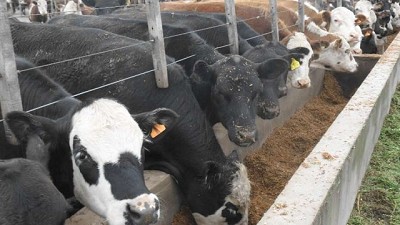 El feedlot, con la mirada puesta en la calidad y en la sustentabilidad