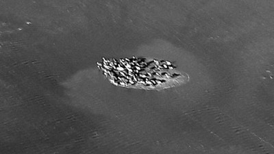 La gran inundación golpea al ganado en Corrientes