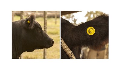 Nuevo sistema de identificación del ganado
