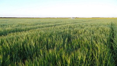 El INTA presenta nueva variedad de cebada