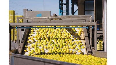 EE.UU: piden que la Justicia frene los limones argentinos