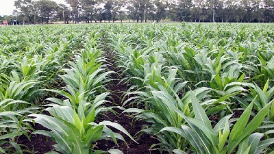 Nutrición integral del suelo: un plan a largo plazo