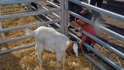 La Constancia, un clásico de AgroActiva con Hampshire Down, Boer y Dorper