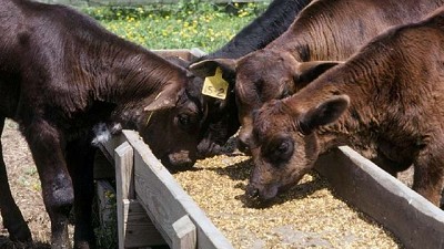 Presentan un nuevo suplemento para la adaptación de los animales al feedlot