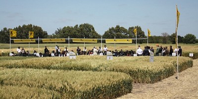 Nidera Semillas promete un nuevo salto en el cultivo de trigo