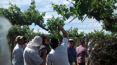 8000 productores se han inscripto para recibir insumos de control de polilla de la vid, en forma gratuita