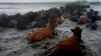 En Corrientes alertan que podrían morir hasta 120.000 vacas por las inundaciones