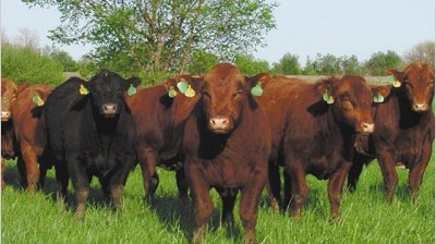 Grupo farmacéutico local construirá en China un centro genético bovino