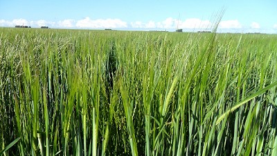 Radio:  El Rye Grass en el mundo es la maleza con mayor cantidad de resistencias a modos de acción; con R. di Marco