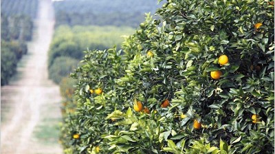 Pese a la apertura de mercados, la producción de cítricos caerá 10%